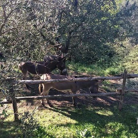 Tenuta Merlano Çiftlik konaklama *