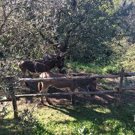 Tenuta Merlano Farm stay *